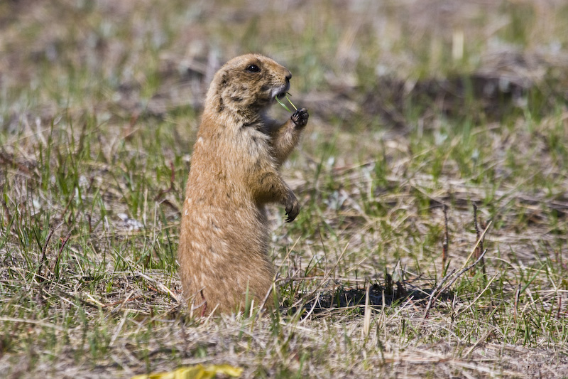 Black-Tailed Praire Dog Eating Grass